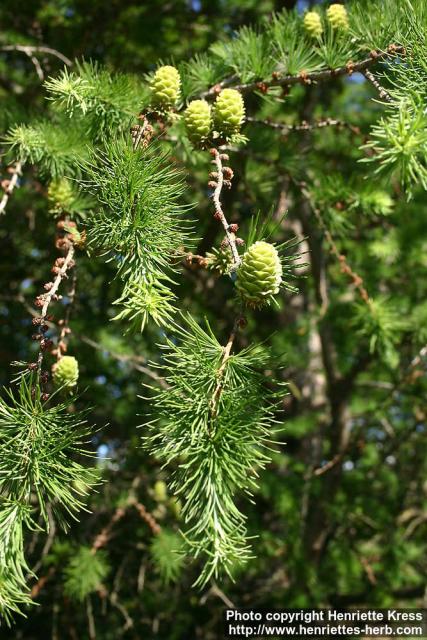 Photo: Larix kaempferi 07.