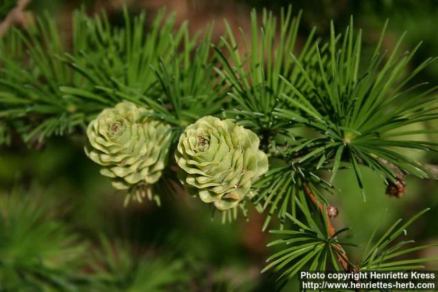 Photo: Larix kaempferi 09.