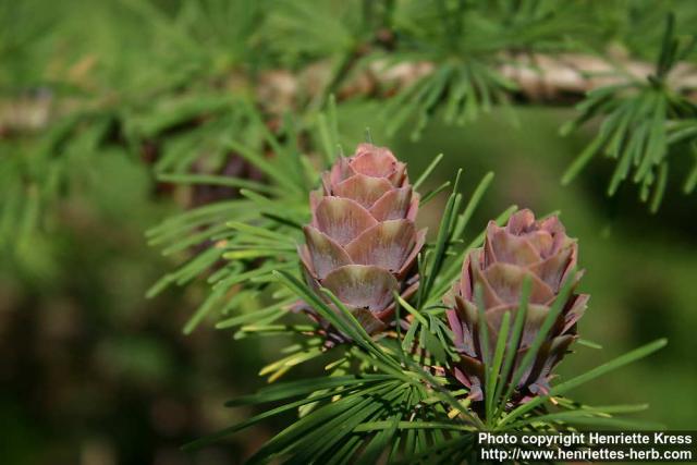 Photo: Larix gmelinii 4.