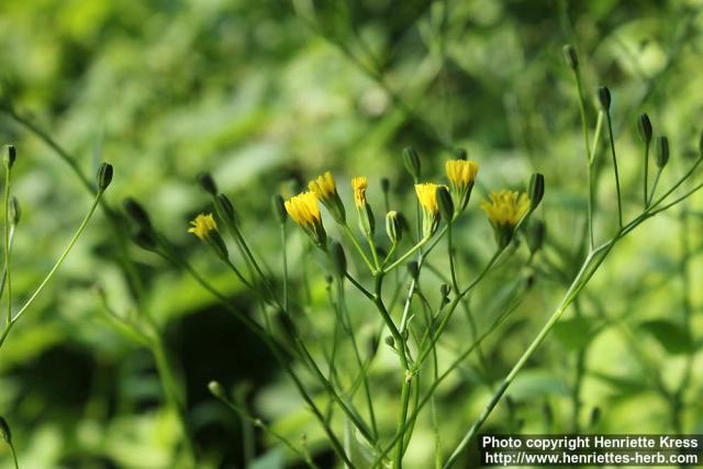 Photo: Lapsana communis 2.