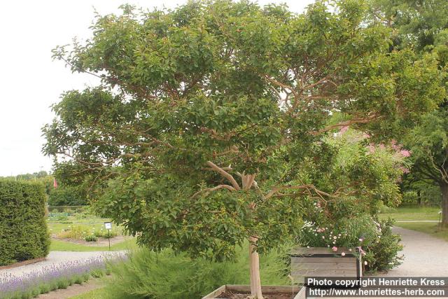 Photo: Lagerstroemia indica 0.