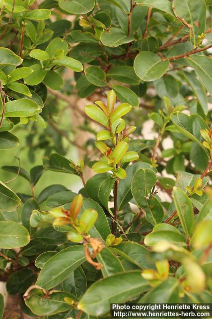 Photo: Lagerstroemia indica 2.