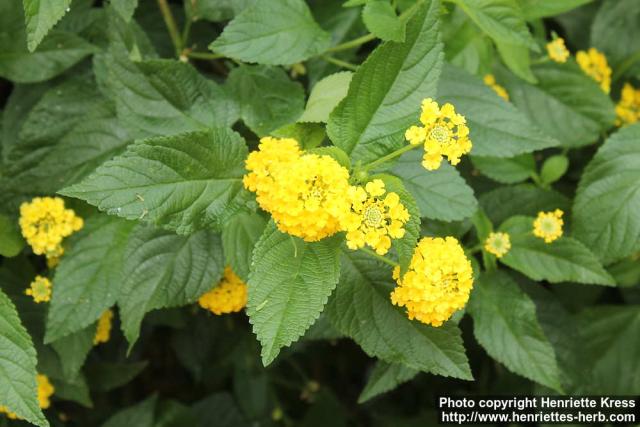 Photo: Lantana camara 09.