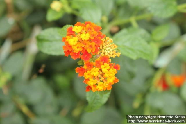 Photo: Lantana camara 11.