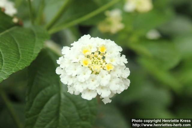 Photo: Lantana camara 12.