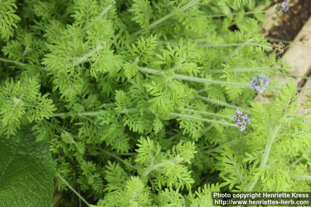 Photo: Lavandula multifida 09.