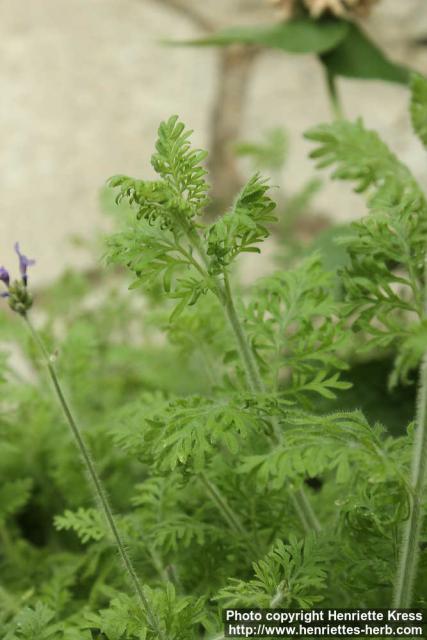 Photo: Lavandula multifida 10.