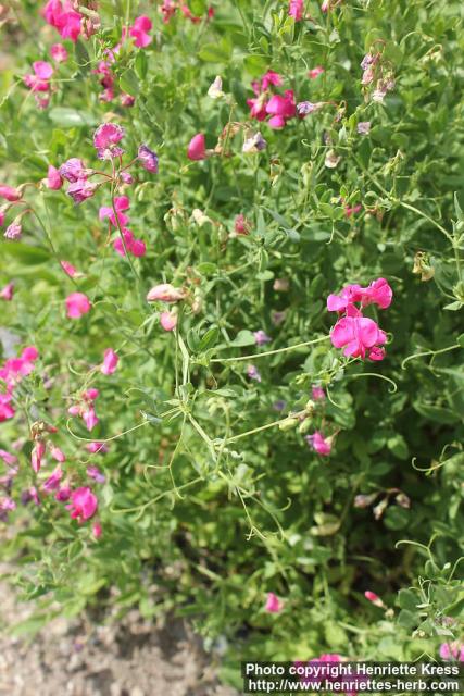 Photo: Lathyrus tuberosus 4.