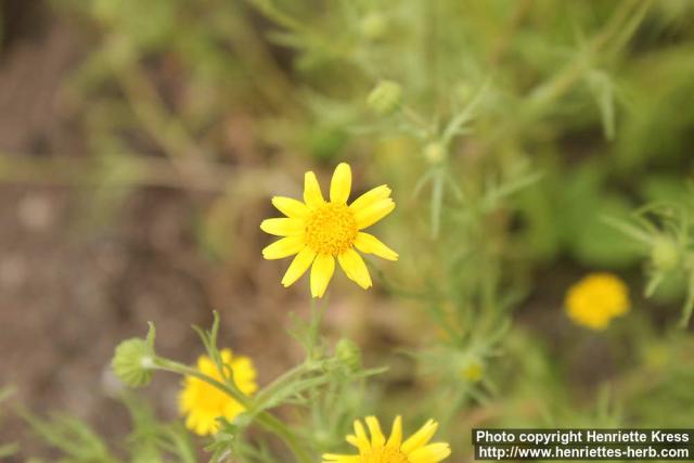 Photo: Lasthenia californica 1.