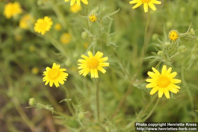 Photo: Lasthenia californica 2.