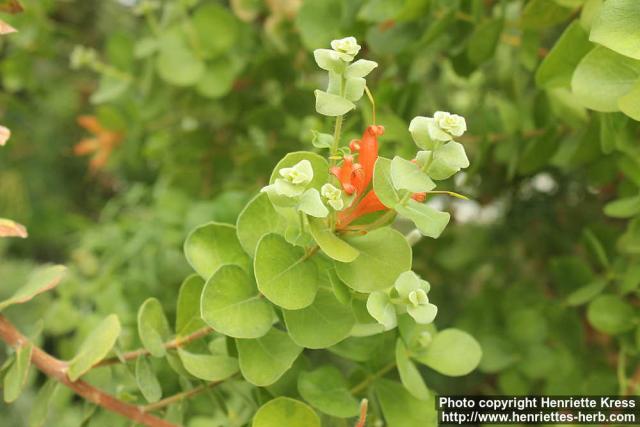 Photo: Lambertia orbifolia 1.