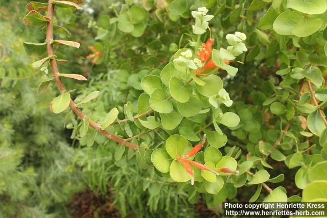 Photo: Lambertia orbifolia 2.