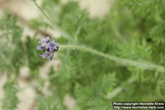 Photo: Lavandula multifida 14.