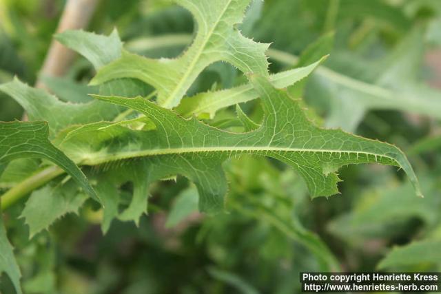 Photo: Lactuca serriola 6.