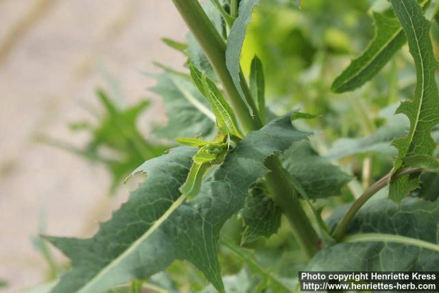 Photo: Lactuca serriola 7.