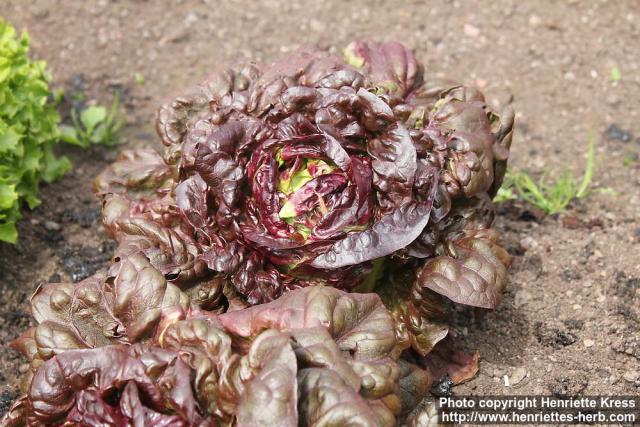 Photo: Lactuca sativa long 1