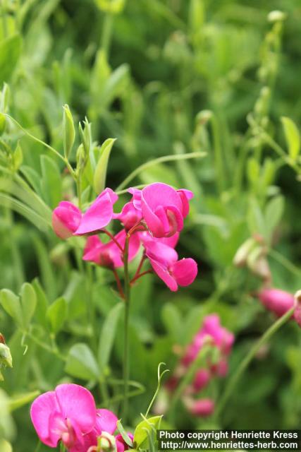 Photo: Lathyrus tuberosus 8.