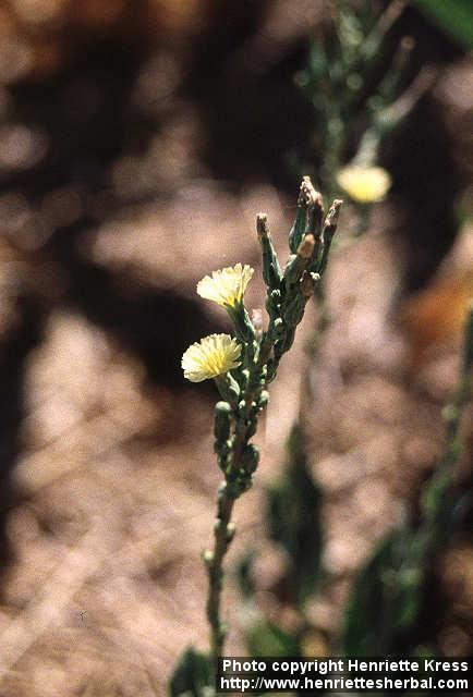 Photo: Lactuca serriola 1.