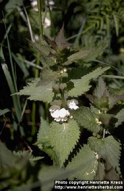 Photo: Lamium album.