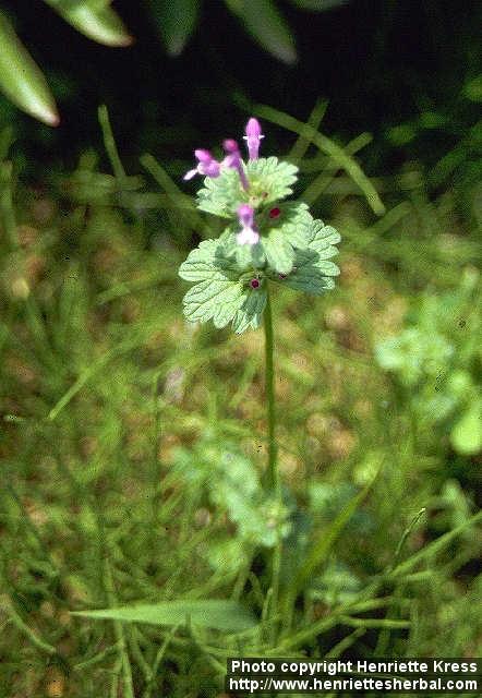 Photo: Lamium amplexicaule 1.