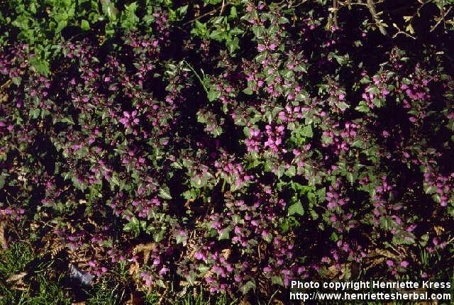 Photo: Lamium maculatum.