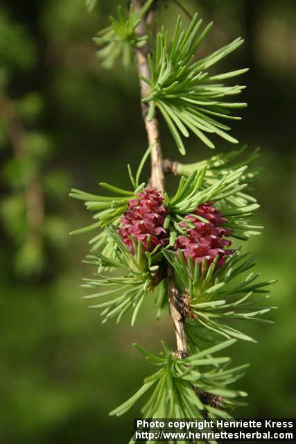 Photo: Larix decidua 7.