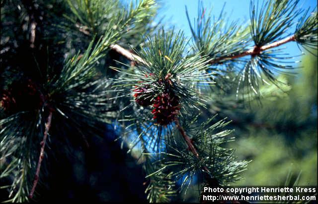 Photo: Larix occidentalis.