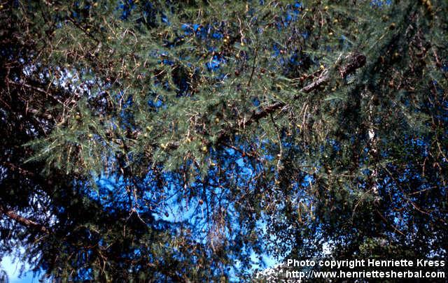 Photo: Larix sibirica 1.