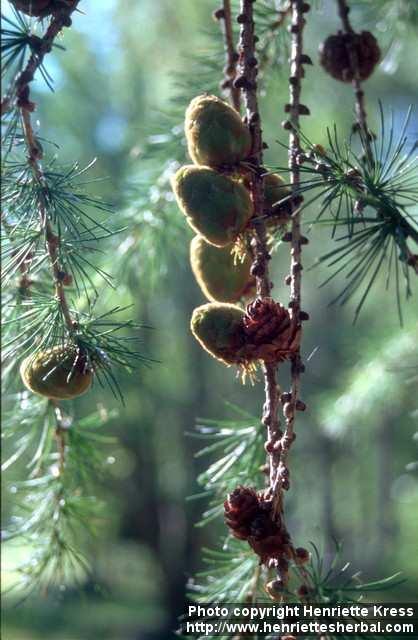 Photo: Larix sibirica 3.