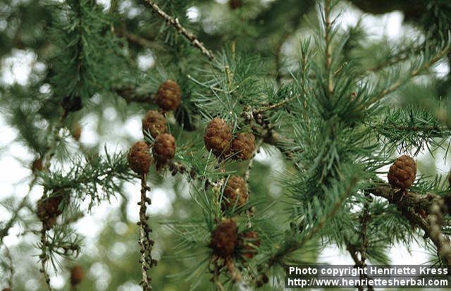 Photo: Larix sibirica.