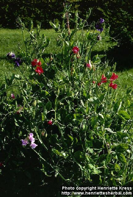 Photo: Lathyrus odoratus 1.