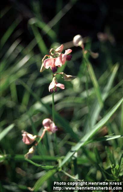 Photo: Lathyrus sylvestris 2.