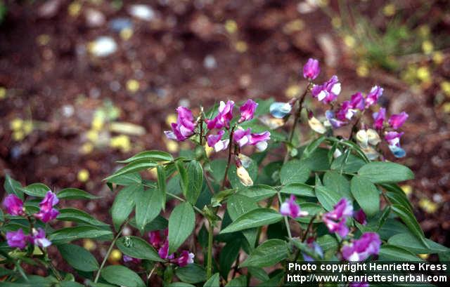 Photo: Lathyrus vernus 1.