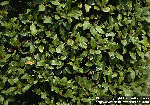 Photo: Laurus nobilis 1.