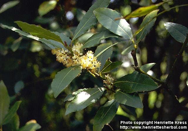 Photo: Laurus nobilis 2.