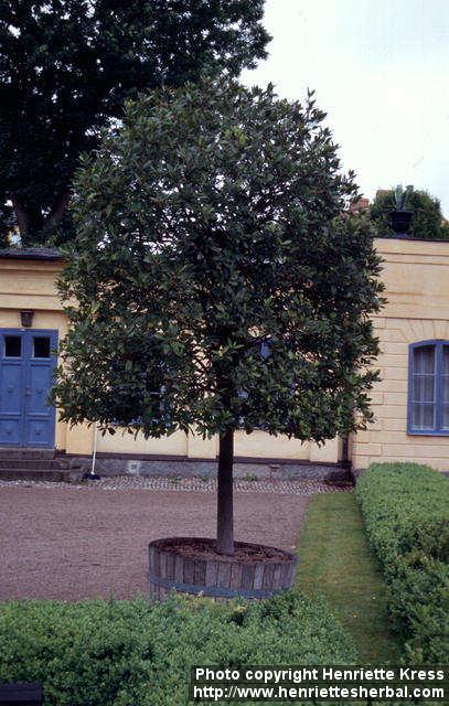 Photo: Laurus nobilis 3.