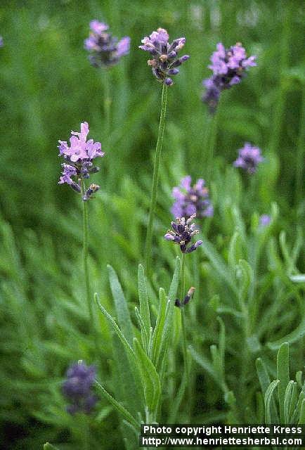 Photo: Lavandula angustifolia 1.