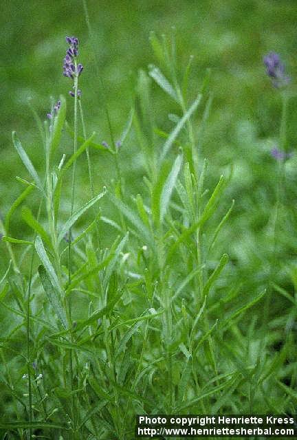 Photo: Lavandula angustifolia 2.