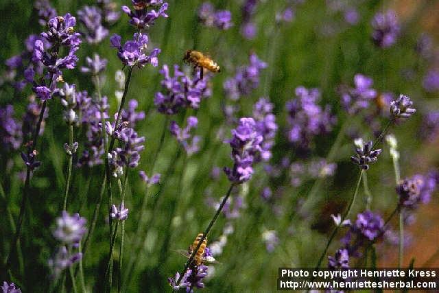 Photo: Lavandula angustifolia 4.