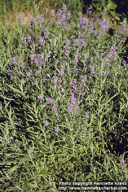 Photo: Lavandula angustifolia.