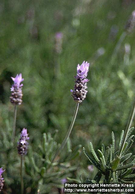 Photo: Lavandula dentata 3.