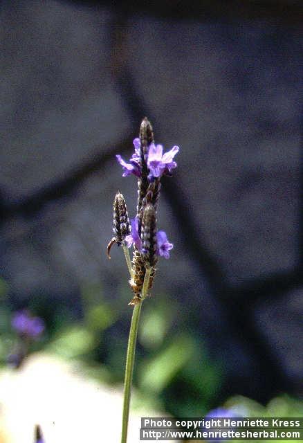 Photo: Lavandula multifida 4.