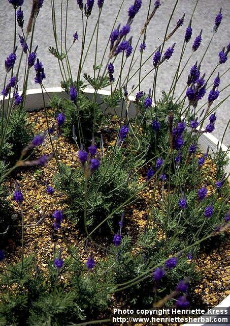 Photo: Lavandula multifida 6.