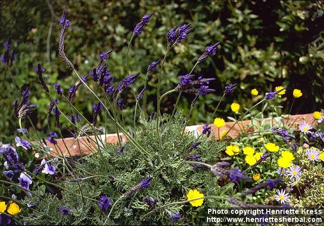 Photo: Lavandula multifida.