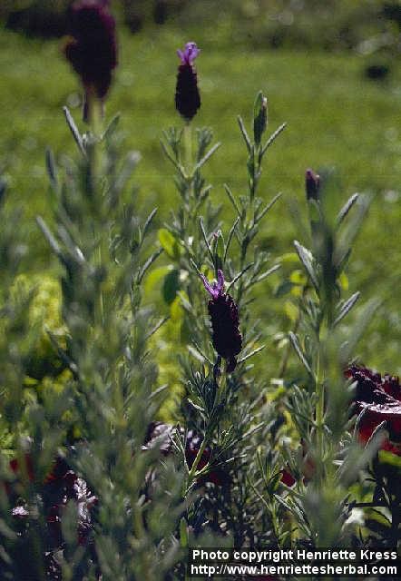 Photo: Lavandula stoechas.