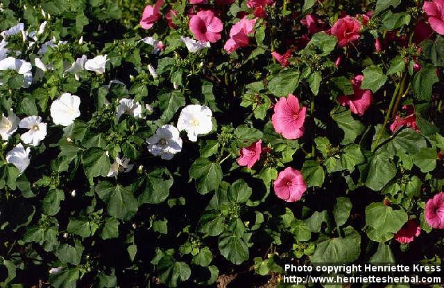 Photo: Lavatera trimestris 1.