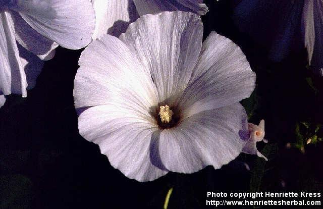 Photo: Lavatera trimestris 3.