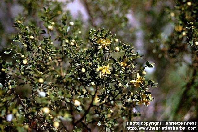 Photo: Larrea tridentata.