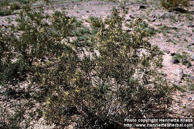 Photo: Larrea tridentata 1.