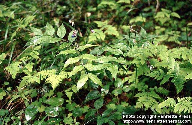 Photo: Lathyrus vernus.